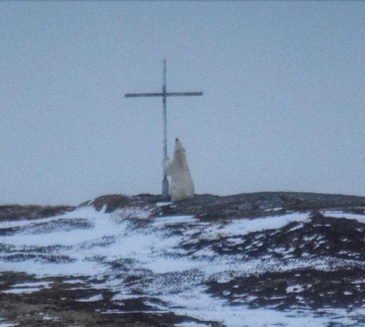 Polar Bear and Cross