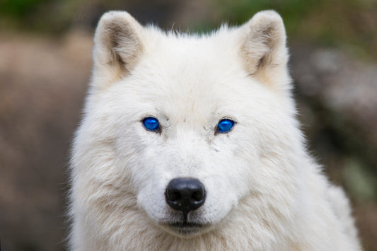 The Tale of Two Wolves - Cherokee Proverb